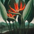 bird-of-paradise-flowers-vintage-illustration-2026-03-18-11-45-33-utc