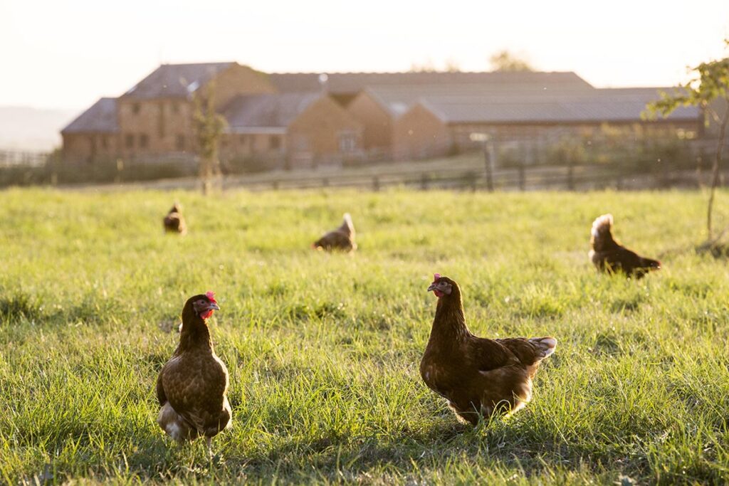 Happy Chicks Lay Tasty Eggs