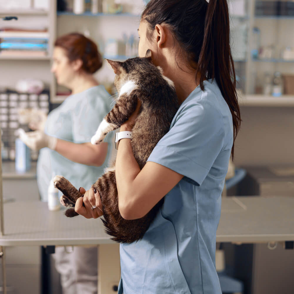 Essential Vaccinations Every Pet Should Have