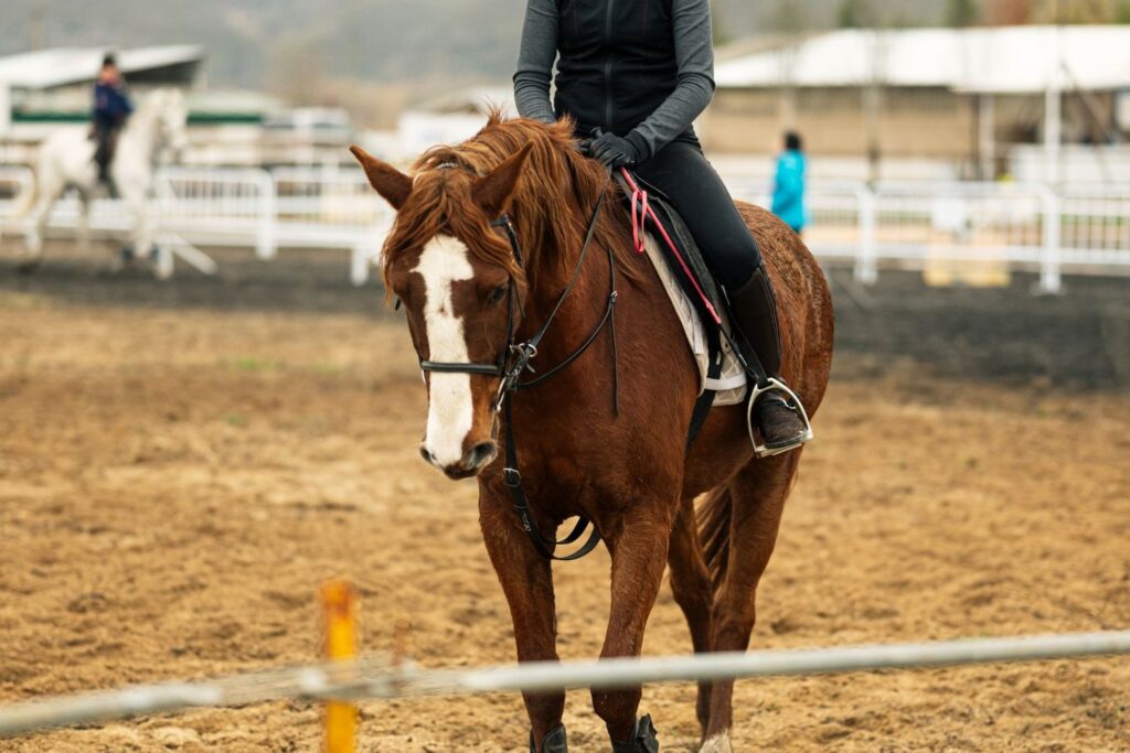 Preparing for Riding Competitions