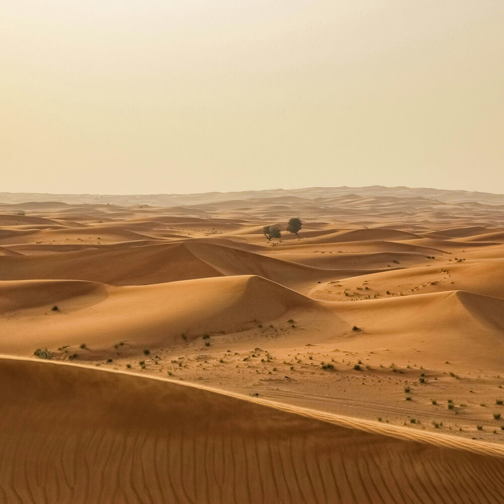 Exploring The Beauty Of The Desert