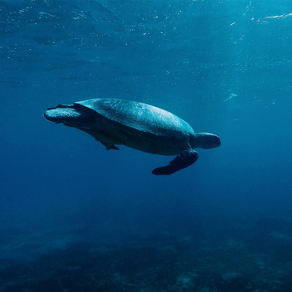 The Ultimate Guide to Exploring the Underwater World