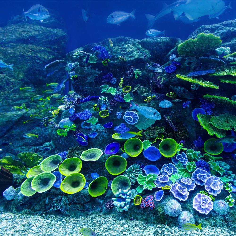 Scuba vs. Snorkeling: Which Adventure Is Right for You?