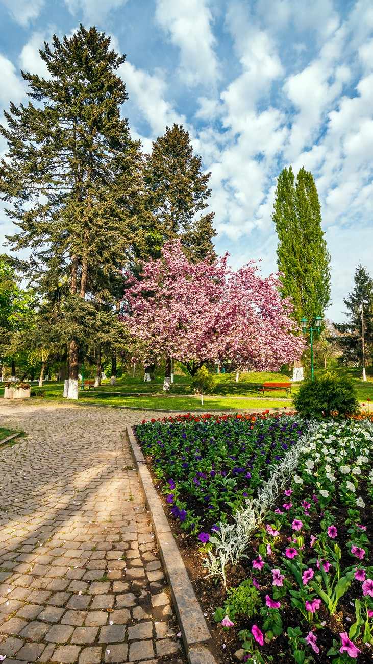 beautiful-springtime-background-pink-sakura-trees-2026-01-09-14-09-20-utc (1)