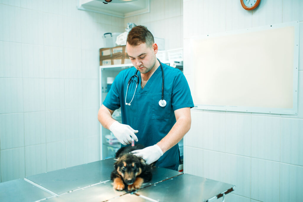 Does Your Pet Need Protection?